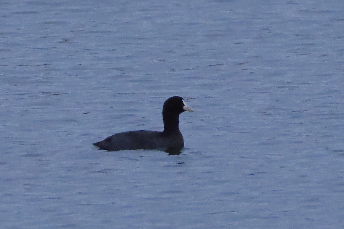 Eurasian Coot - ML644485311