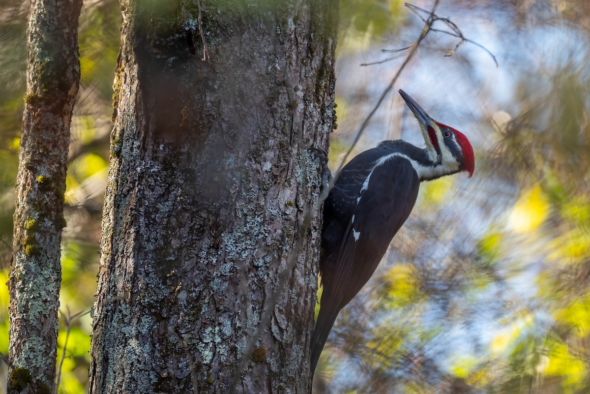 Pileated Woodpecker - ML644485314