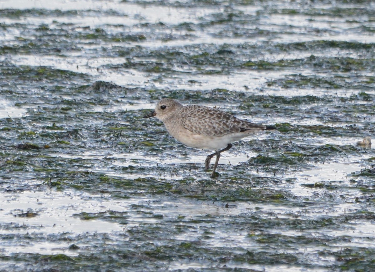 Black-bellied Plover - ML644485317