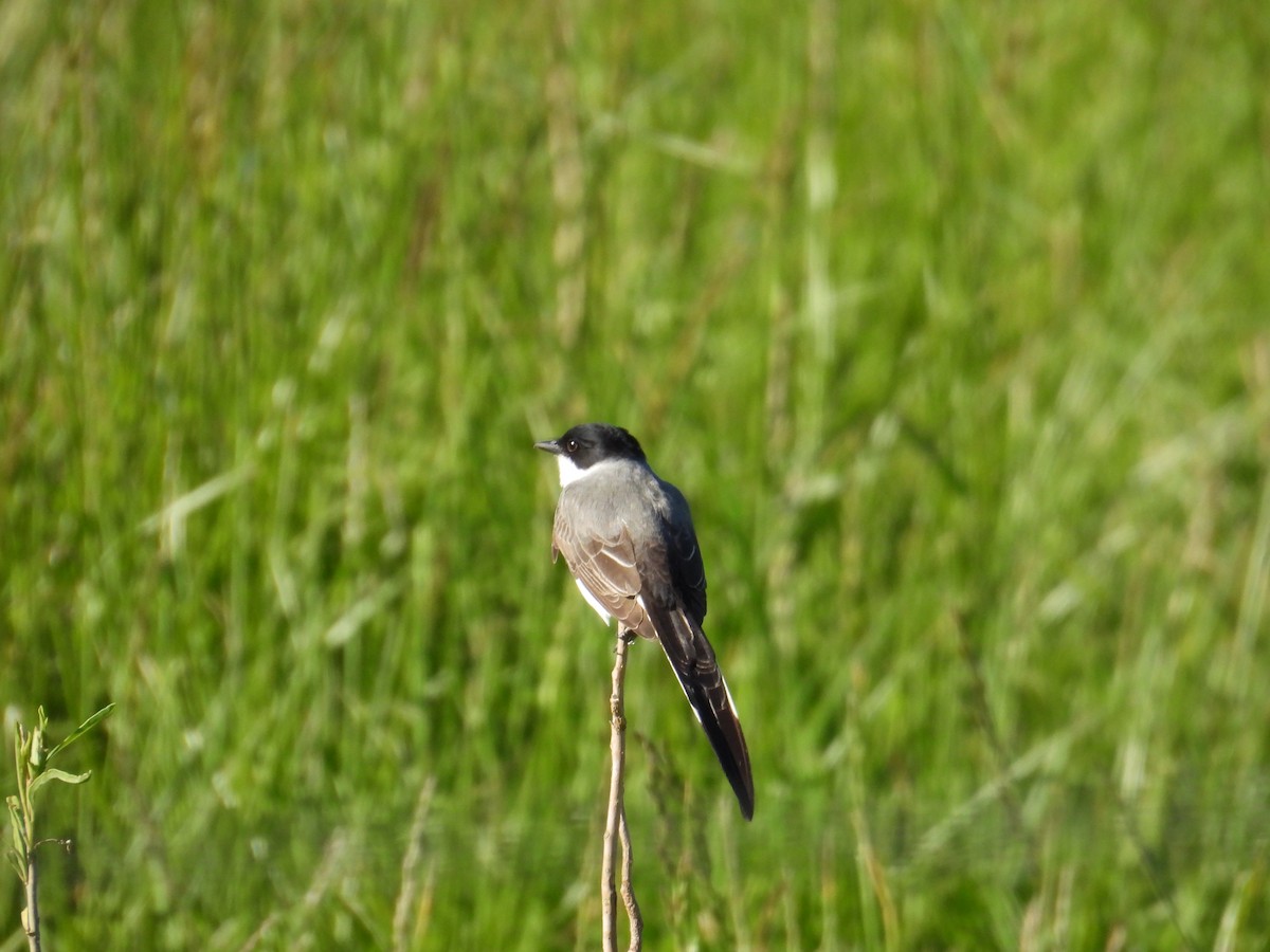 tyran savanový - ML644485323