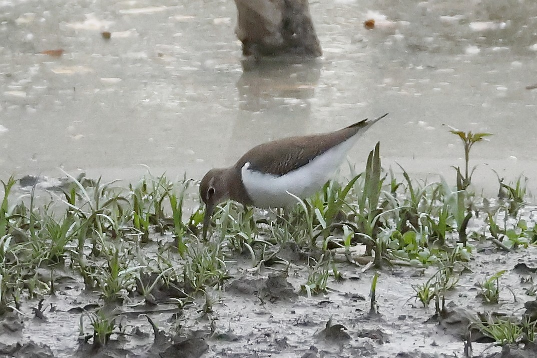 Хайргын хөгчүү - ML644485324