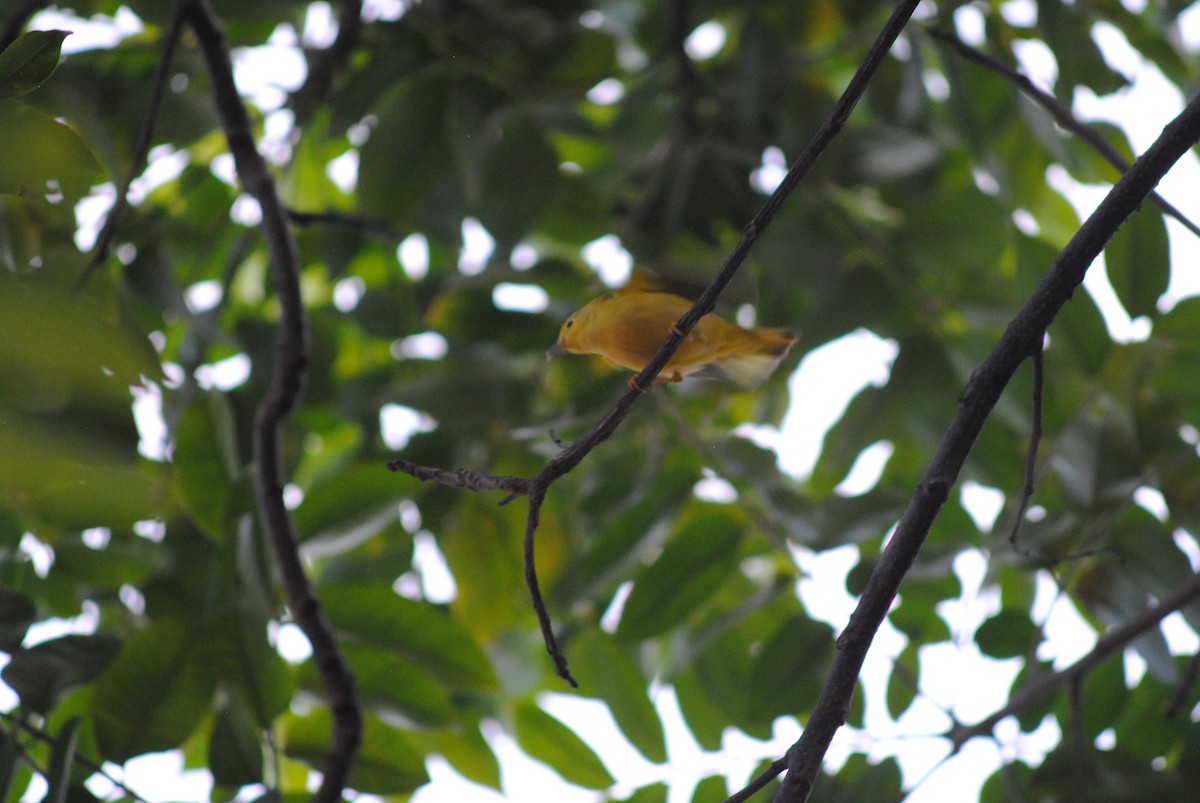 Northern Yellow Warbler - ML644485325