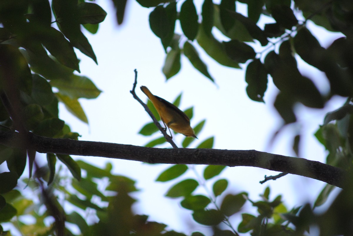 Northern Yellow Warbler - ML644485326