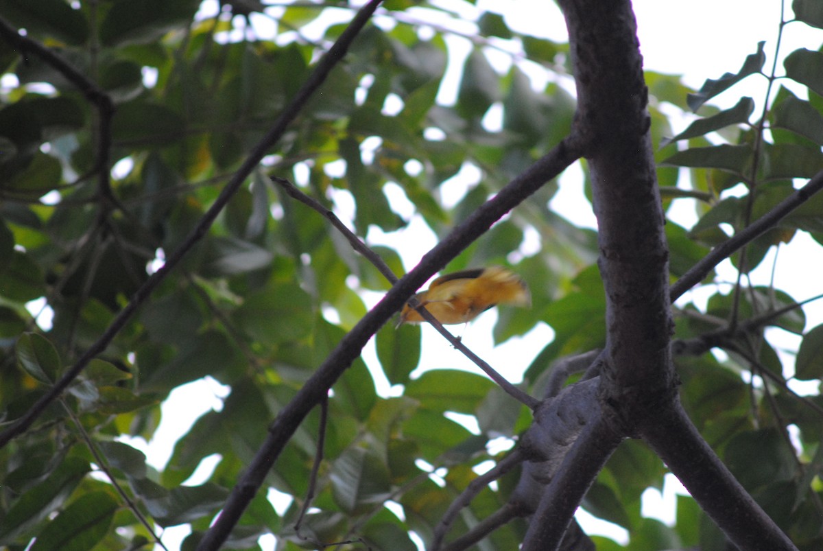 Northern Yellow Warbler - ML644485328