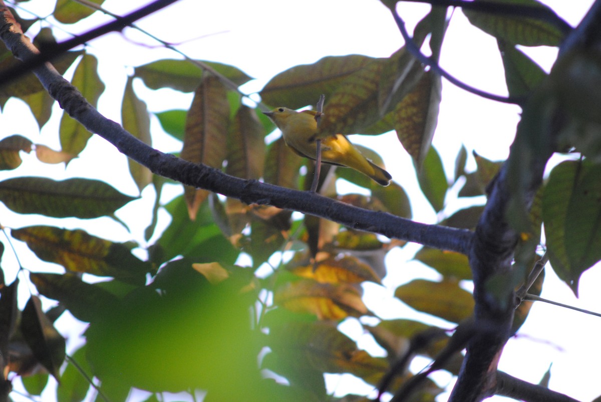 Northern Yellow Warbler - ML644485329