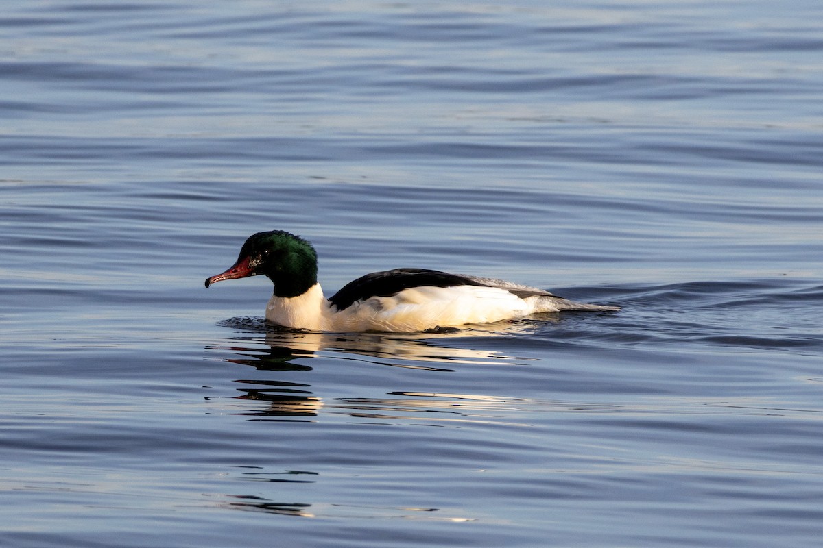 מרגון גדול - ML644485330
