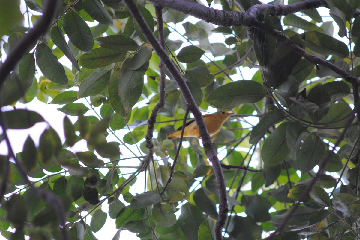 Northern Yellow Warbler - ML644485332
