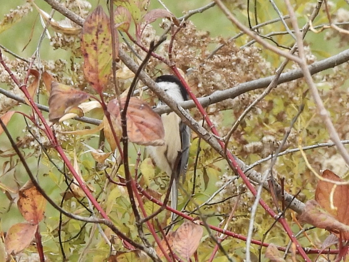 Amerika Baştankarası - ML644485333