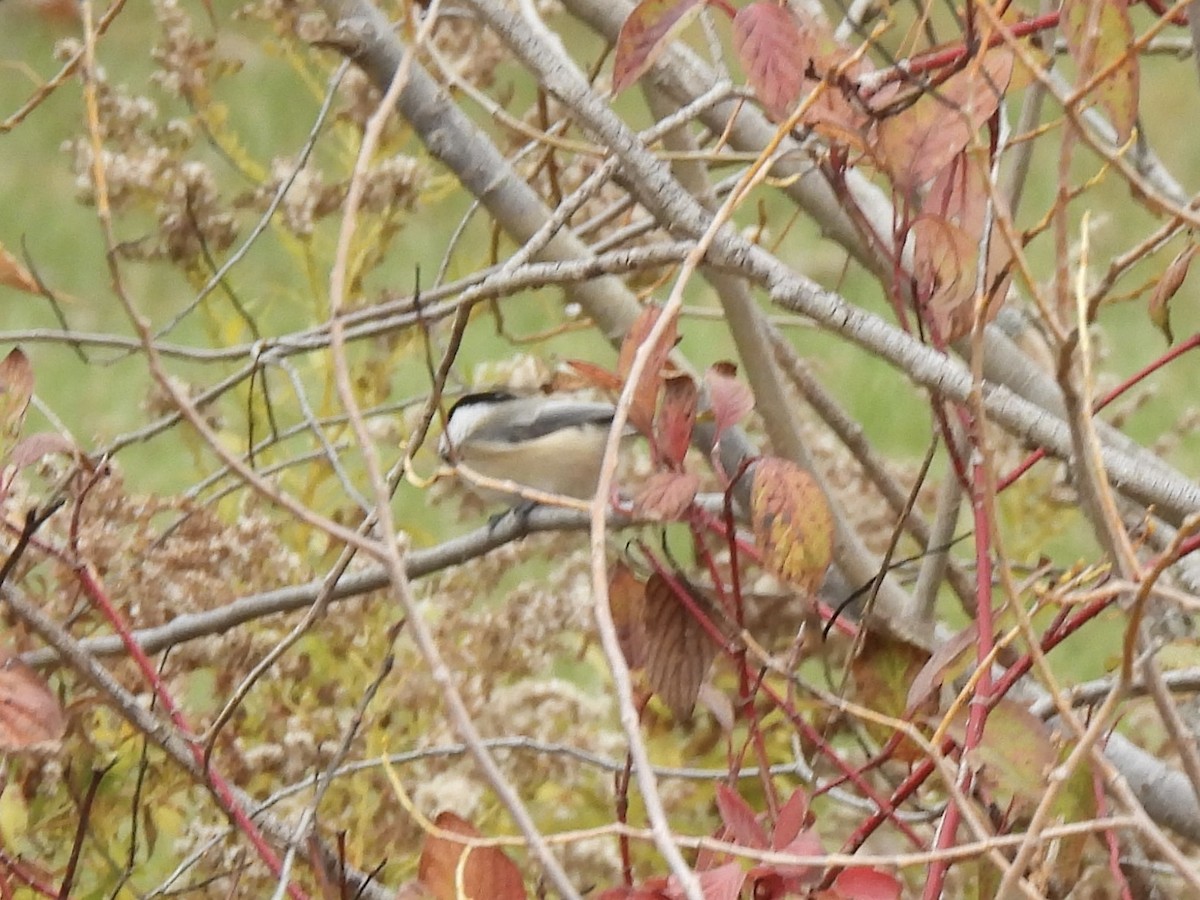 Amerika Baştankarası - ML644485334