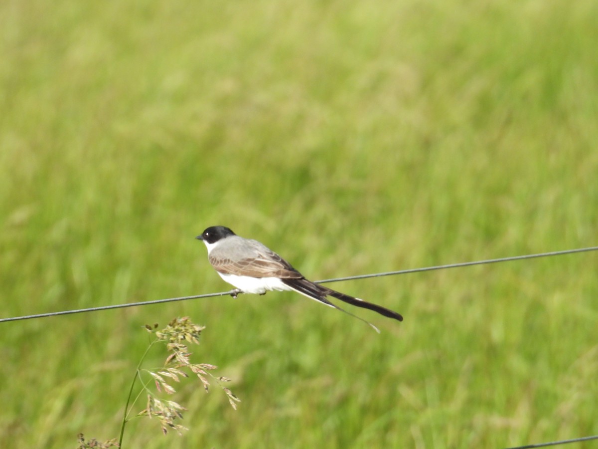 Fork-tailed Flycatcher - ML644485336