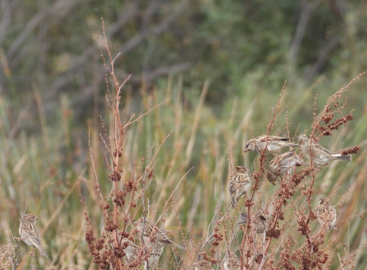 דרור הבית - ML644485337