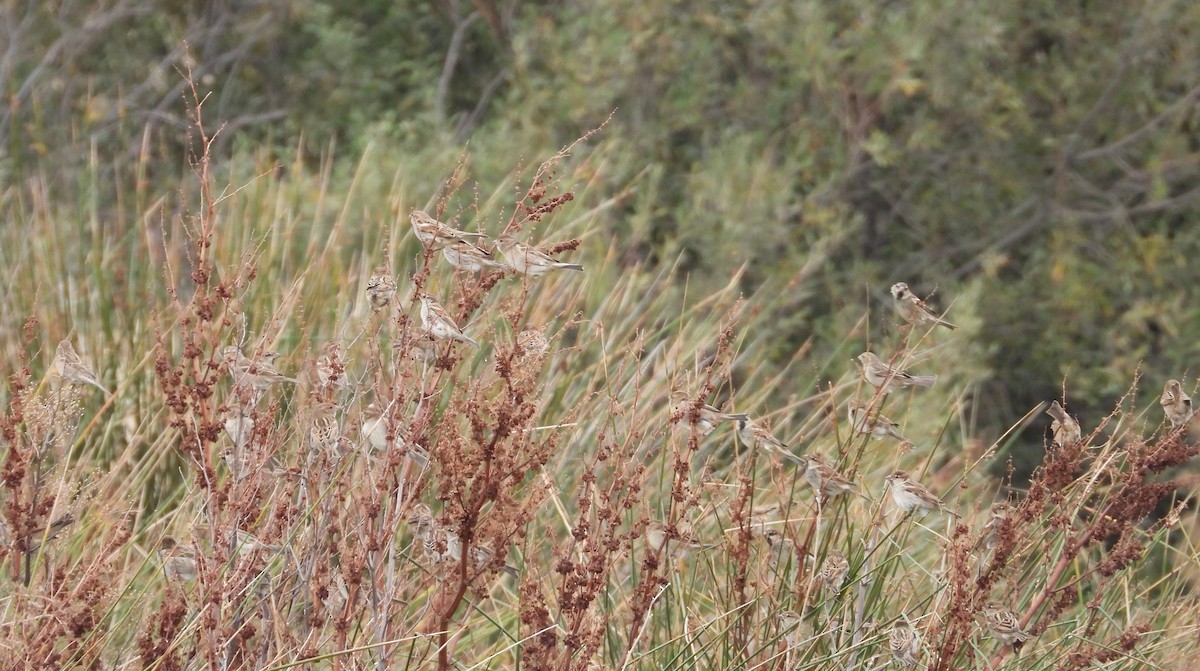דרור הבית - ML644485338