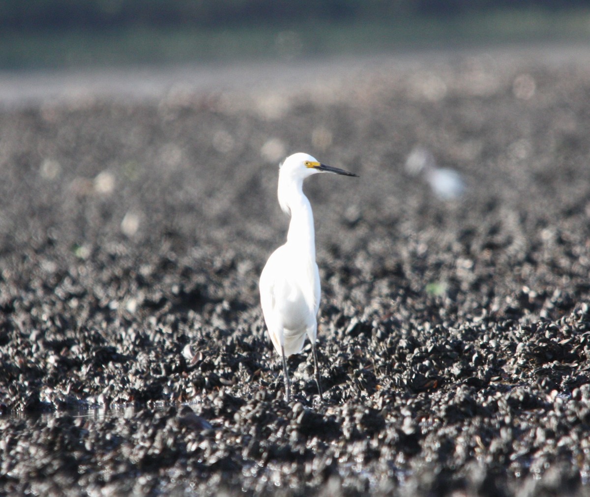 Snowy Egret - ML644485339