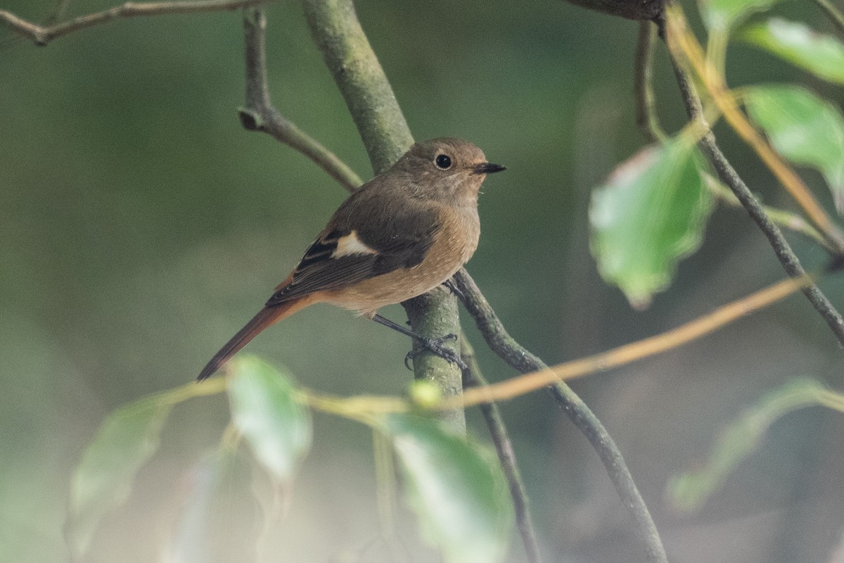 חכלילית סיבירית - ML644485340
