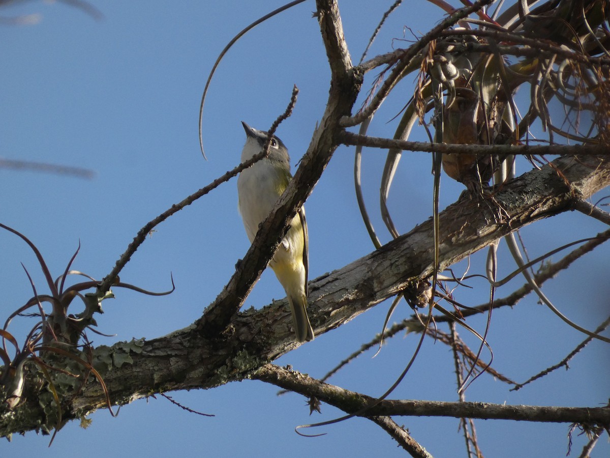Blue-headed Vireo - ML644485341