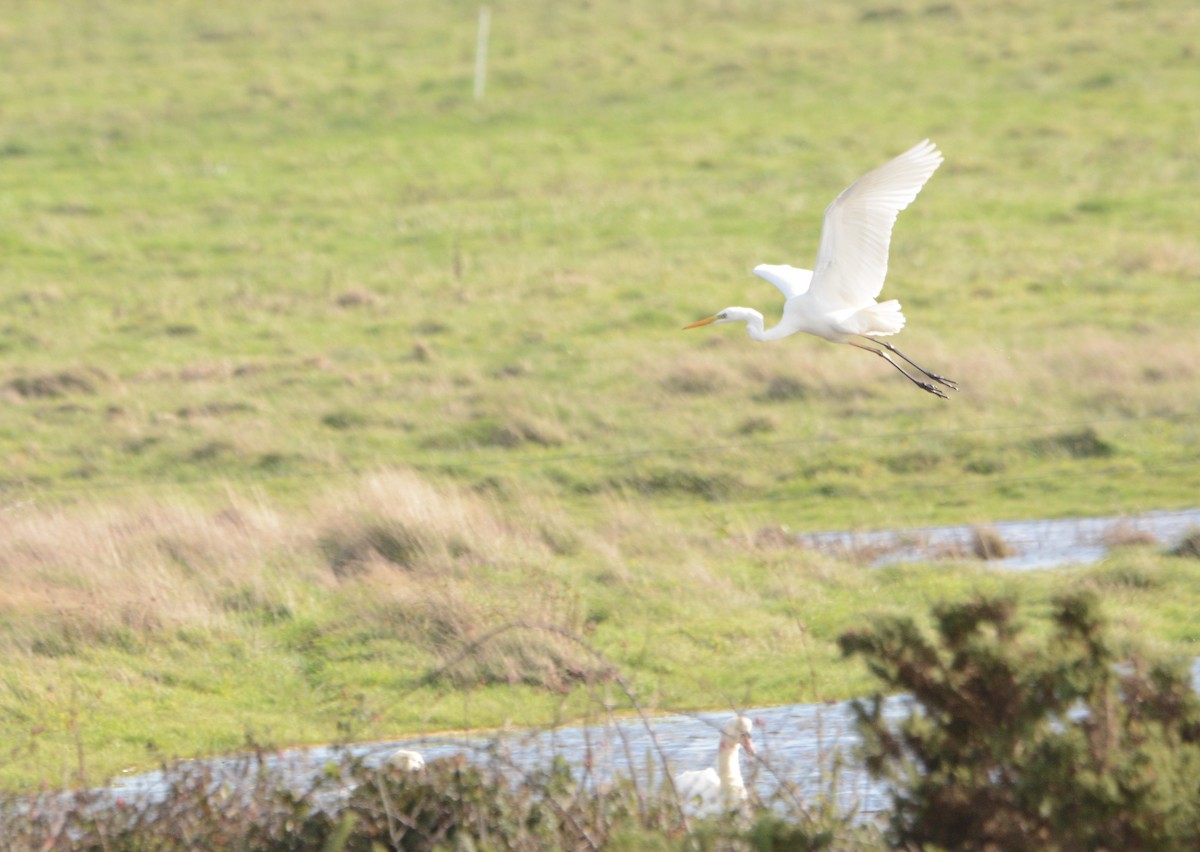 לבנית גדולה - ML644485343