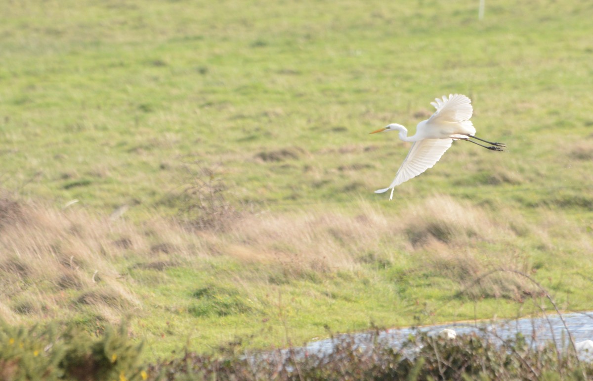 לבנית גדולה - ML644485344