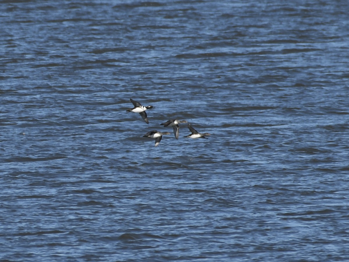 מרגון מקושט - ML644485345