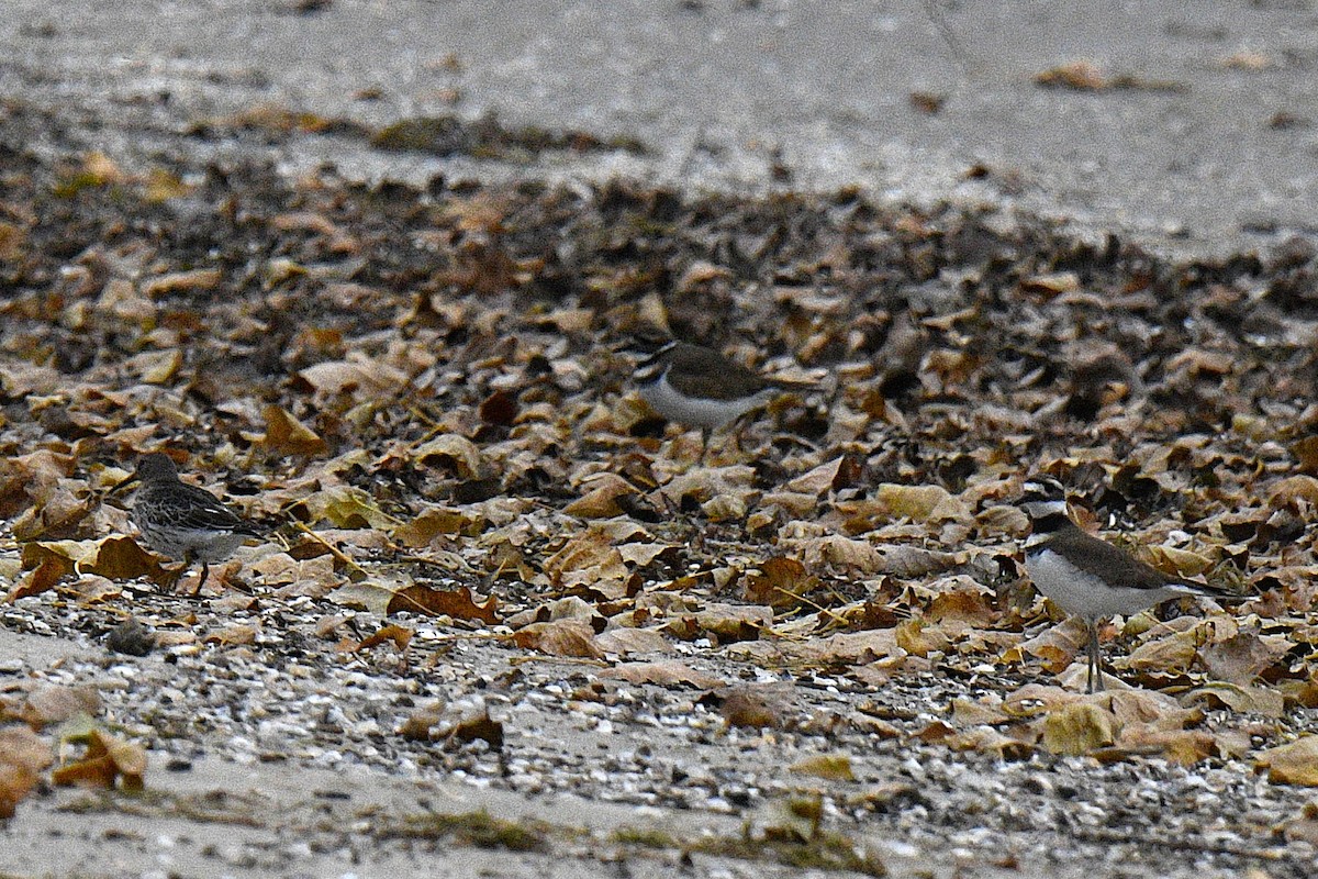 חופית ימית - ML644485348