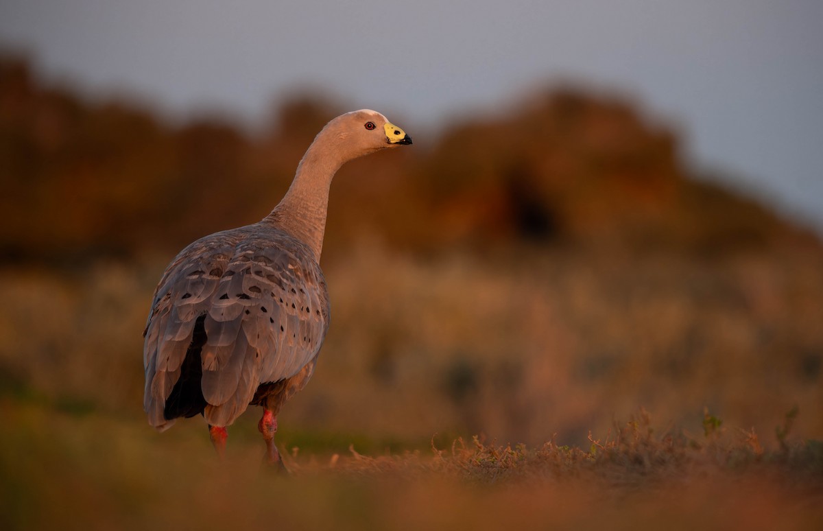 Cape Barren Goose - ML644485349