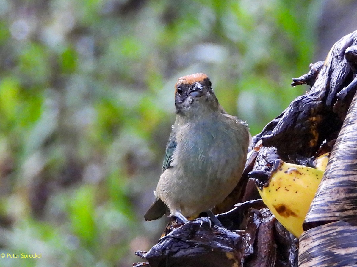 Scrub Tanager - ML644485350