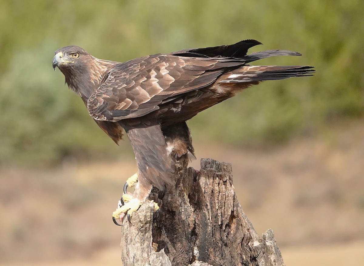 עיט זהוב - ML644485351