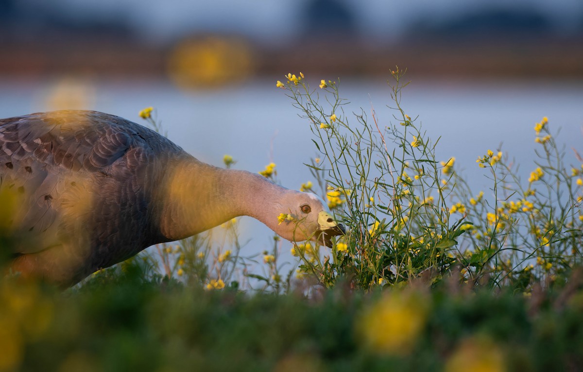 Cape Barren Goose - ML644485352