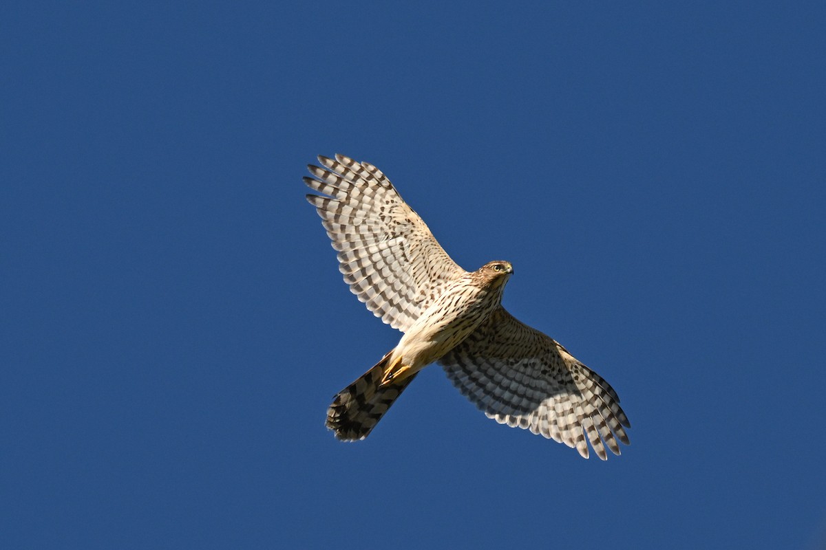 Cooper's Hawk - ML644485354