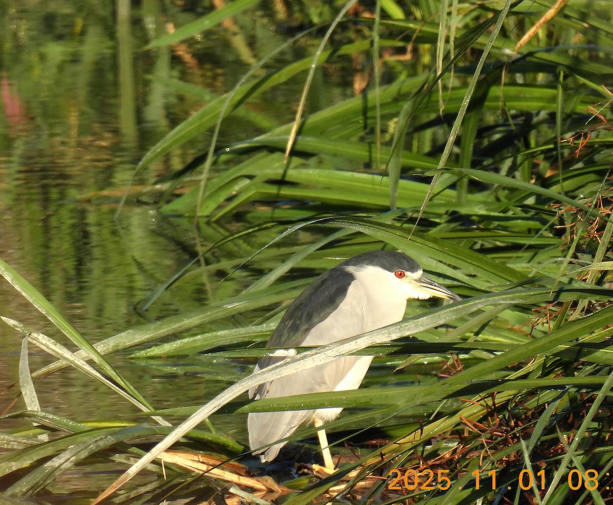 אנפת לילה - ML644485355