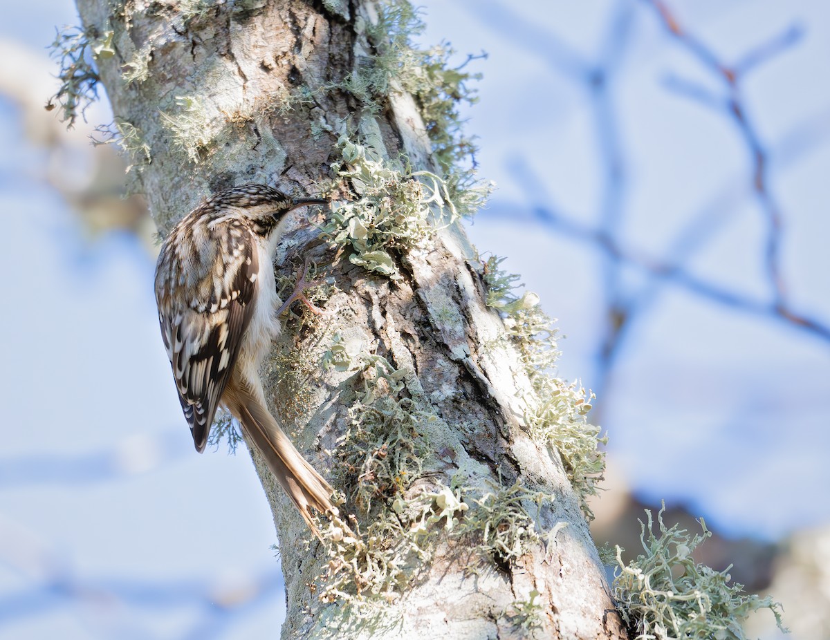 Brown Creeper - ML644485357