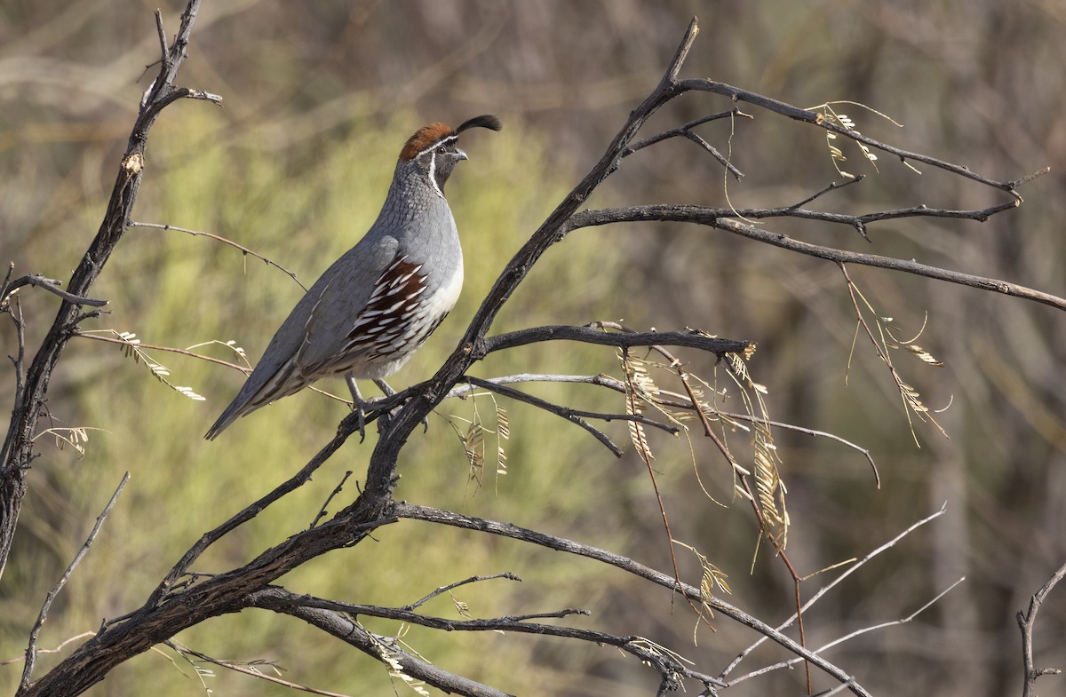 Gambel's Quail - ML644485362