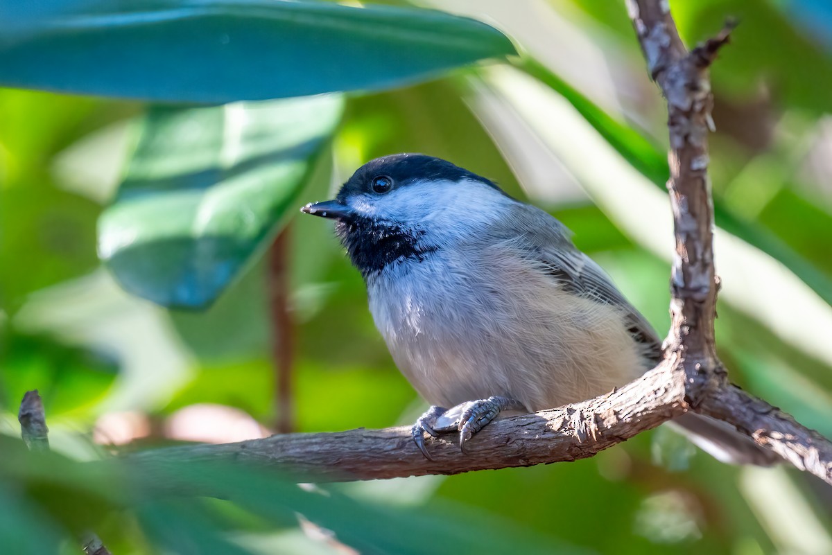 Black-capped Chickadee - ML644485363
