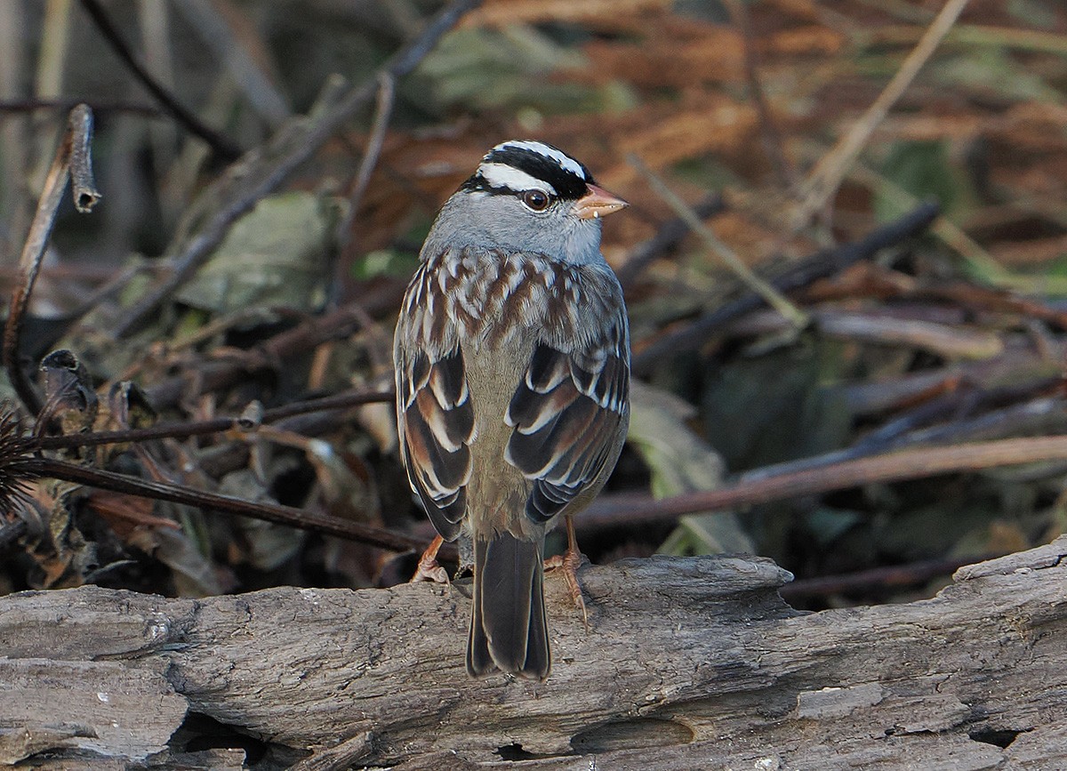 גיבתונית לבנת-כיפה - ML644485365
