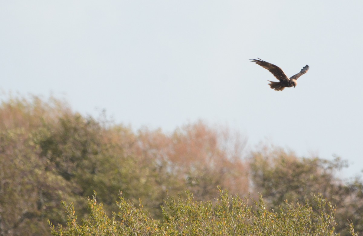 זרון סוף - ML644485367