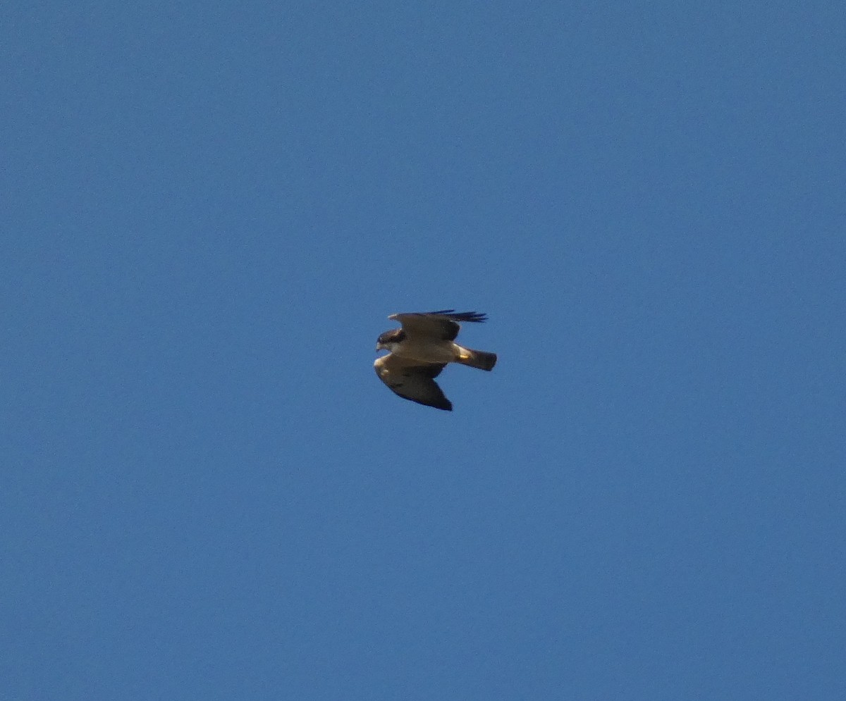 Short-tailed Hawk - ML644485372