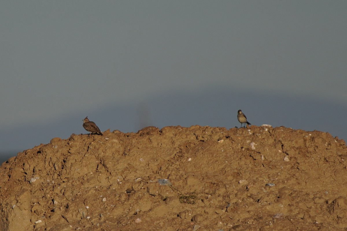 Crested Lark - ML644485373