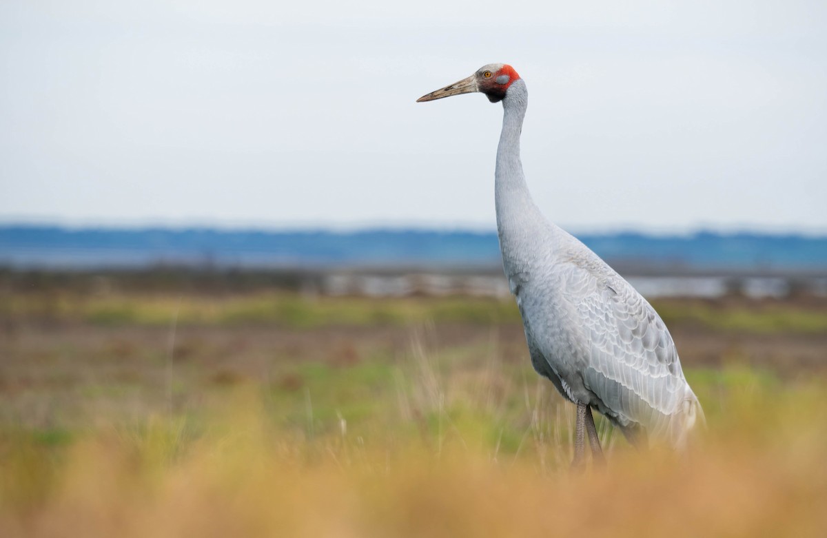 Brolga - ML644485378
