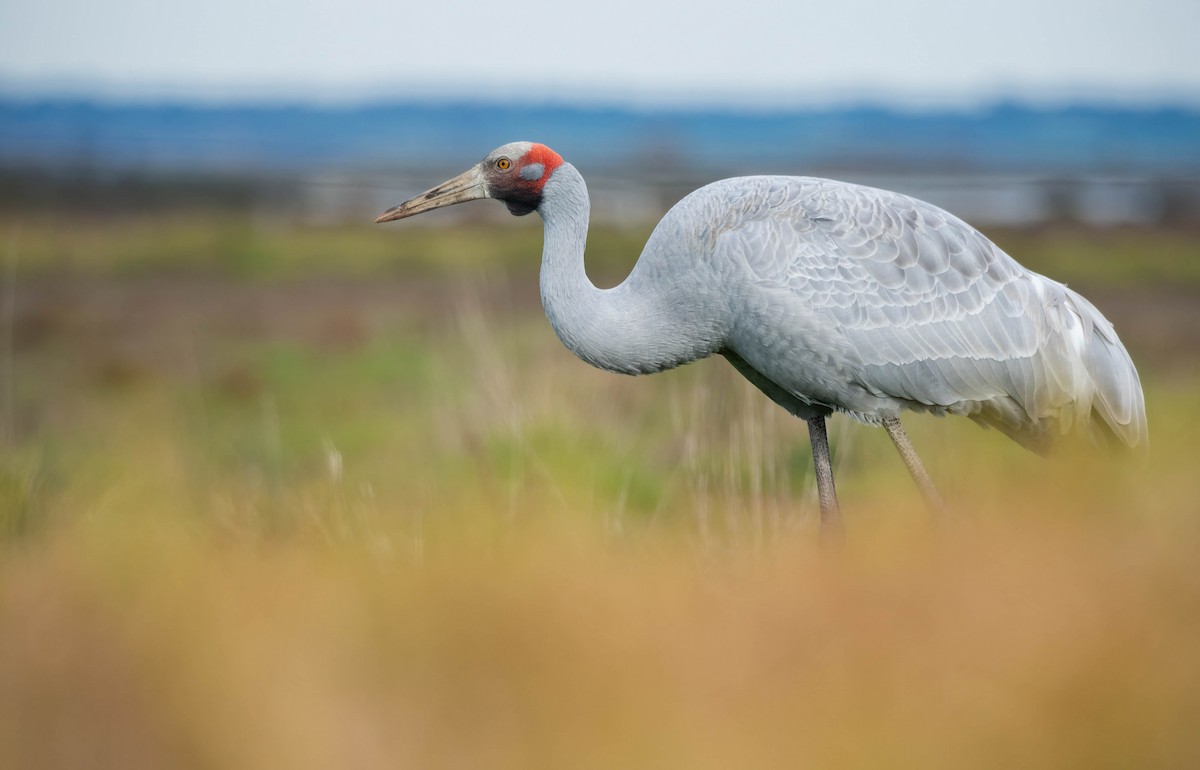 Brolga - ML644485381
