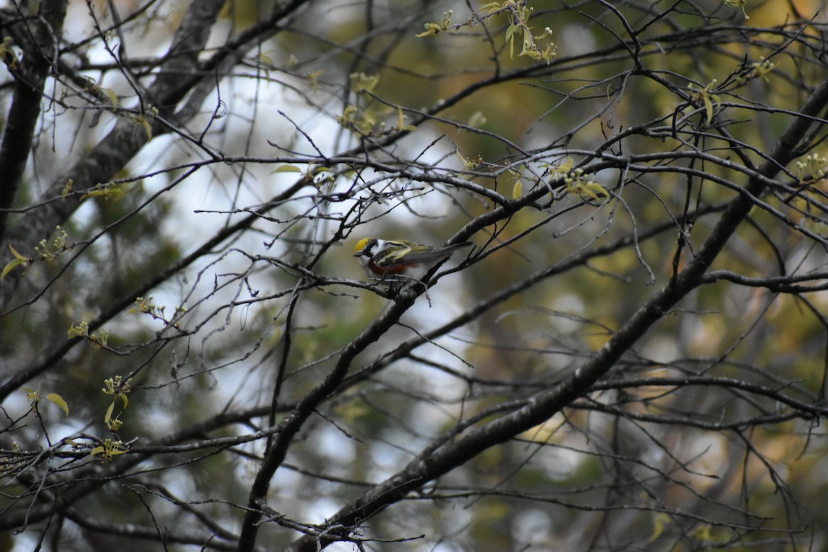 Chestnut-sided Warbler - ML644485382