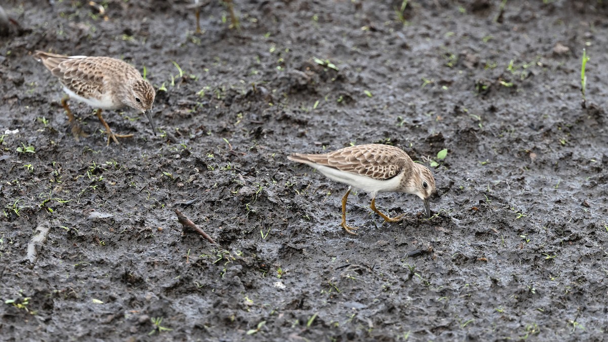 アメリカヒバリシギ - ML644485397