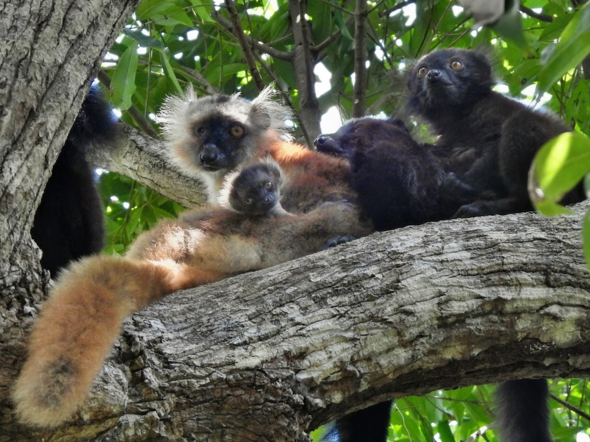 Black Lemur - ML644485404