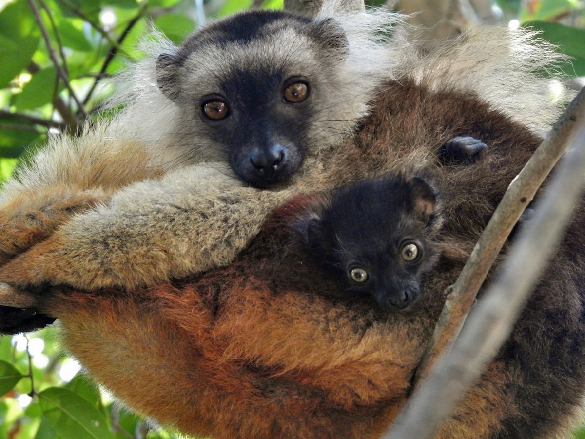 Black Lemur - ML644485405