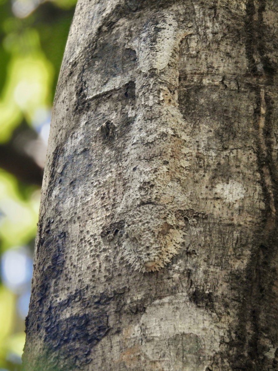 Henkel's Leaf-tailed Gecko - ML644485406