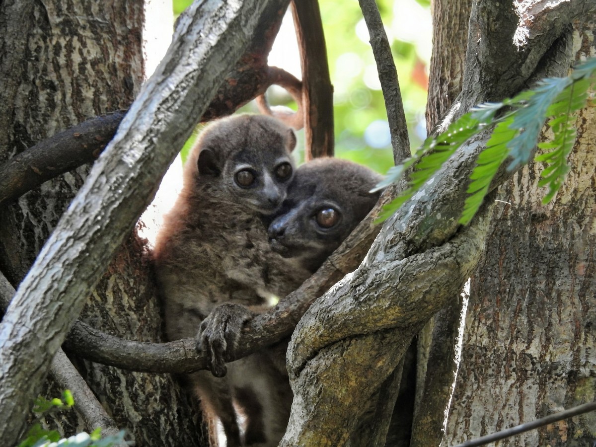 Sportive Lemurs - ML644485407