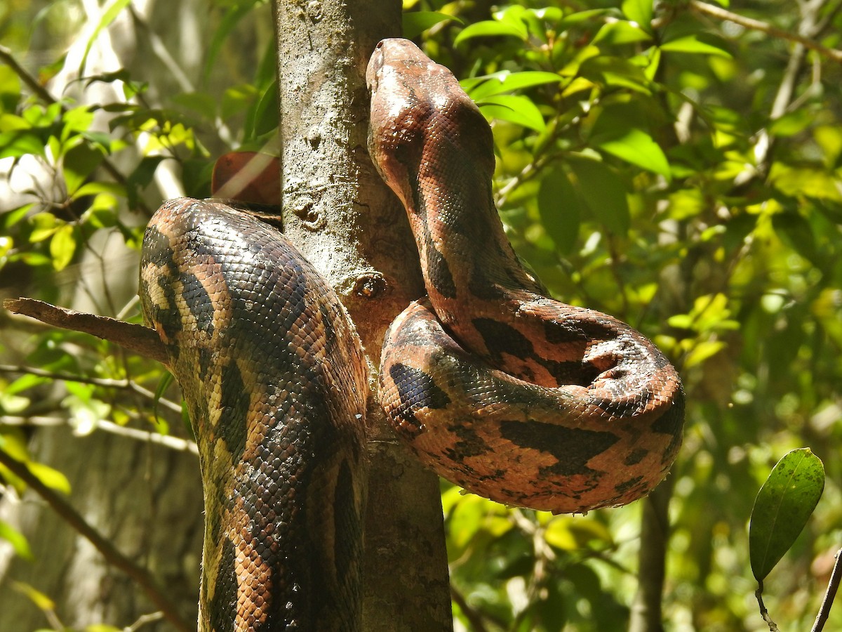 Madagascar tree boa - ML644485408