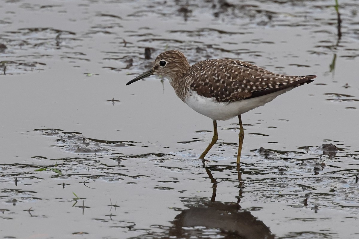Solitary Sandpiper - ML644485410