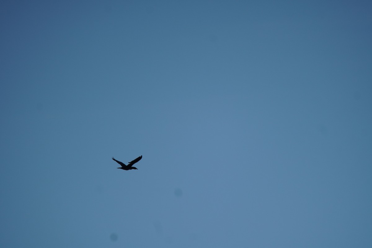 Pygmy Cormorant - ML644485414