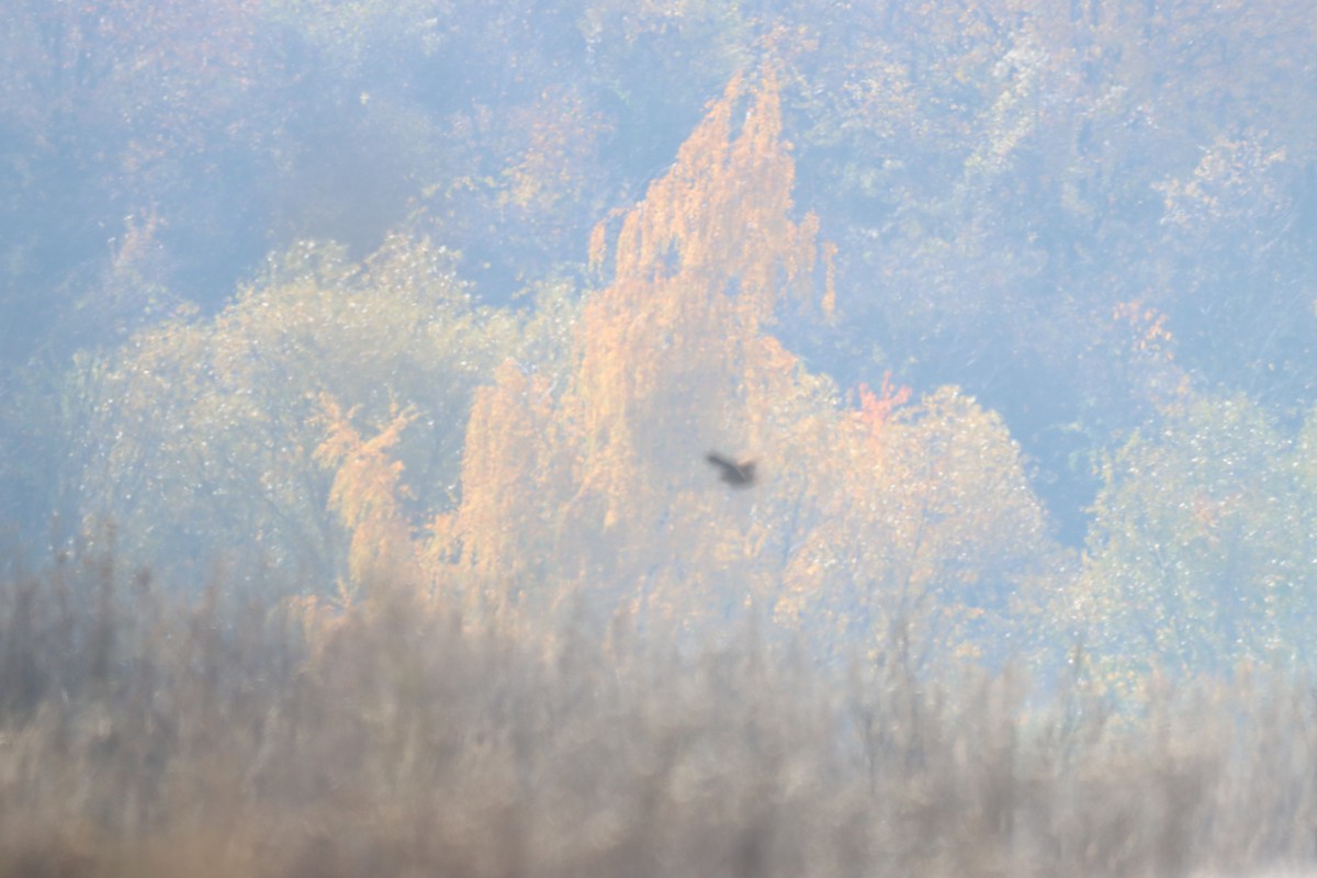 Eurasian Woodcock - ML644485416