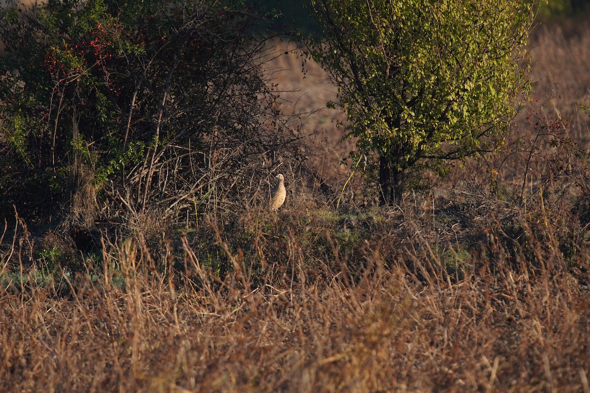 bažant obecný - ML644485437