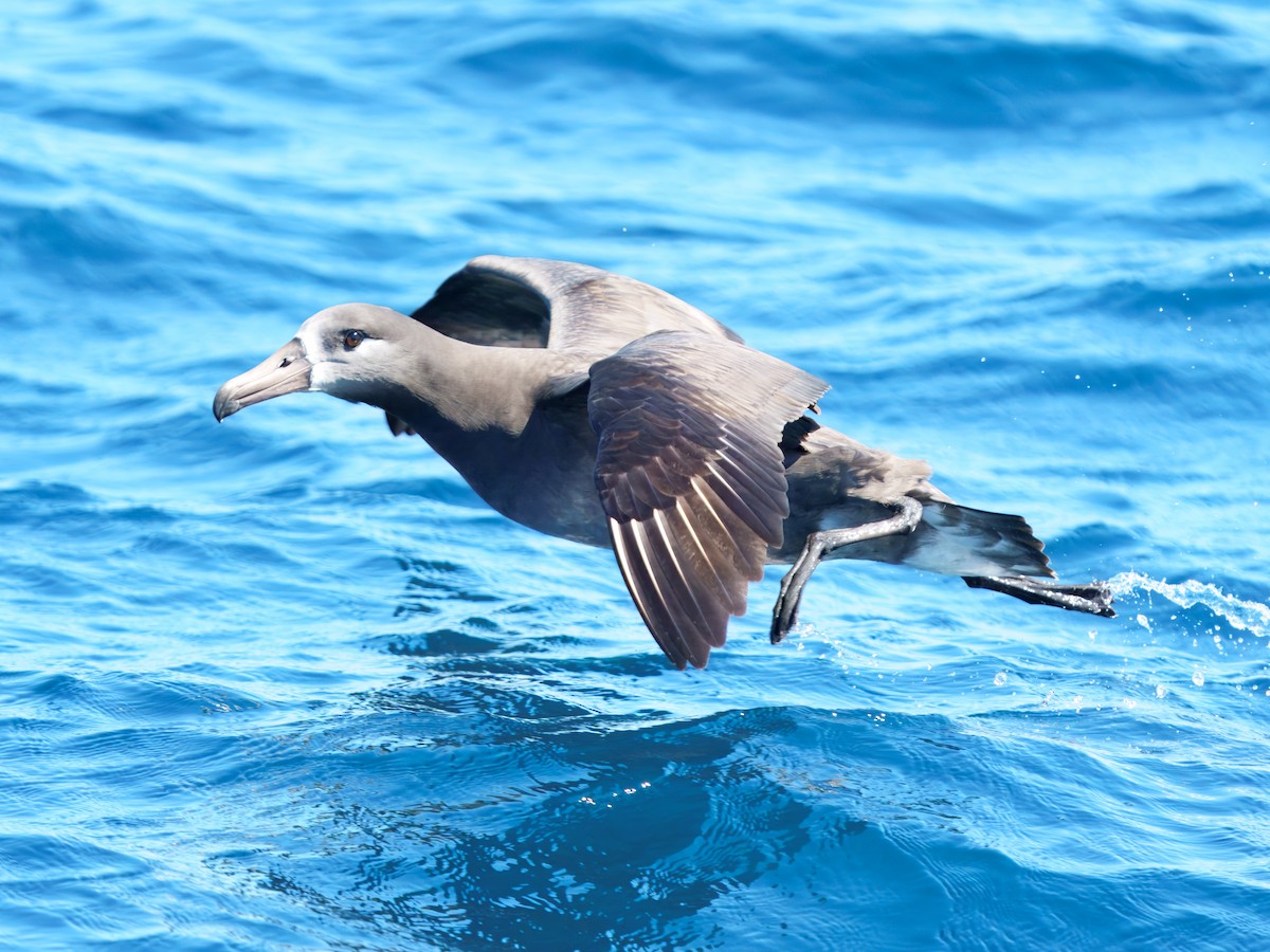 Albatros hankabeltza - ML644485439